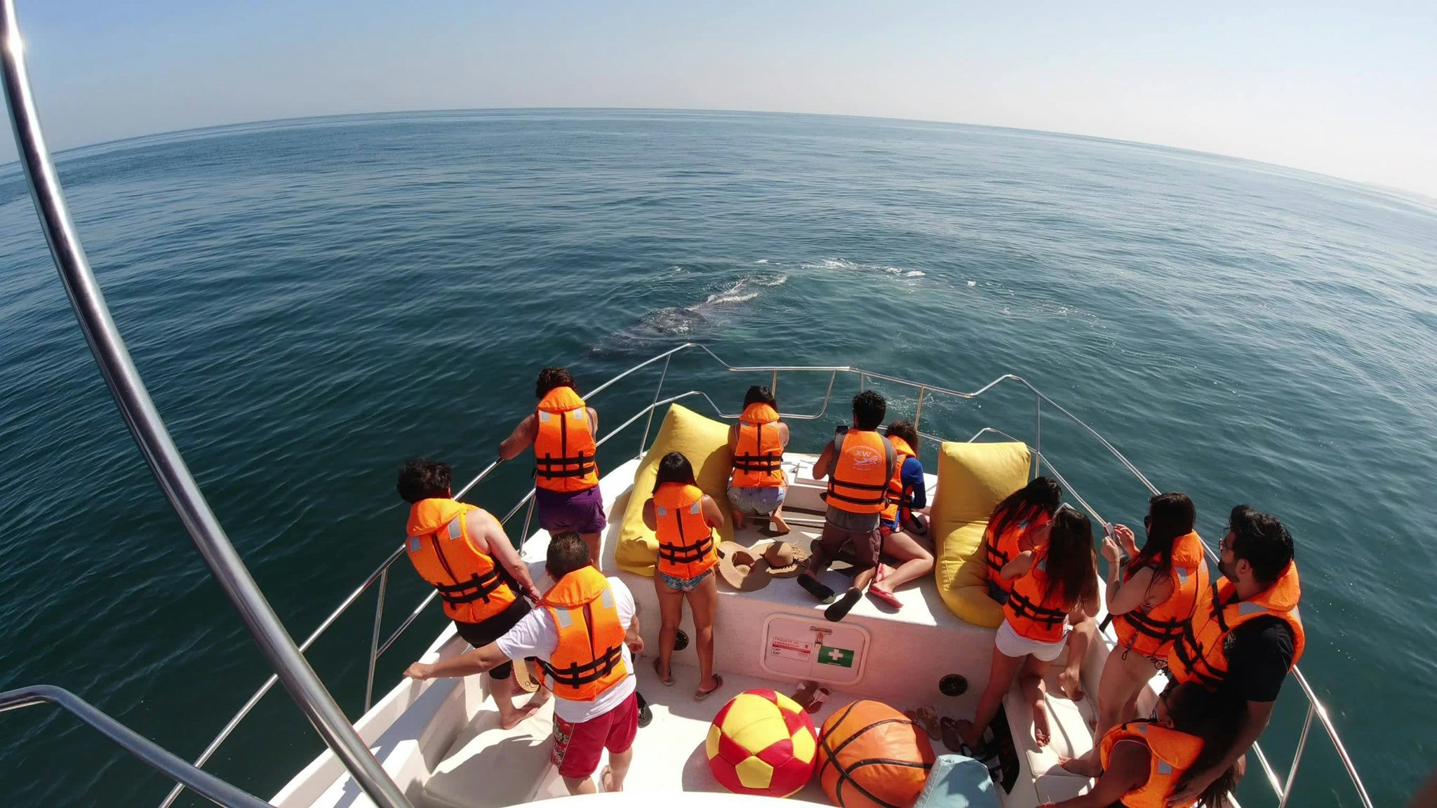 Tum-02 : Whale Watching - Majestic Whales Expedition - imagen #3