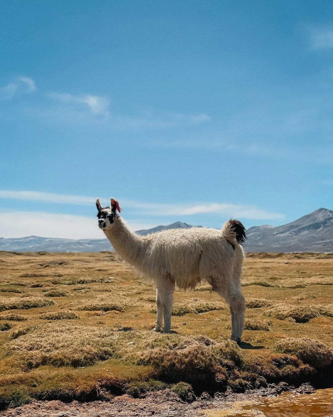 Are-10 : Mini Uyuni Experience - Salinas Lake - imagen #2