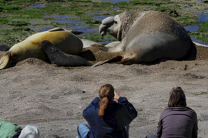 Full Day Tour to Punta Ninfas from Puerto Madryn - imagen #10