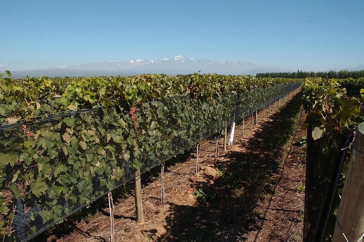 Private Wine Tasting and Vineyards Tour from Mendoza - imagen #4