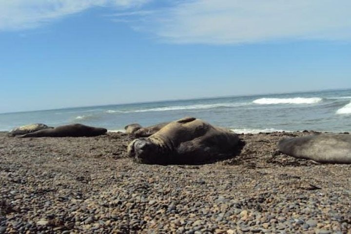 Full Day Tour to Punta Ninfas from Puerto Madryn - imagen #8