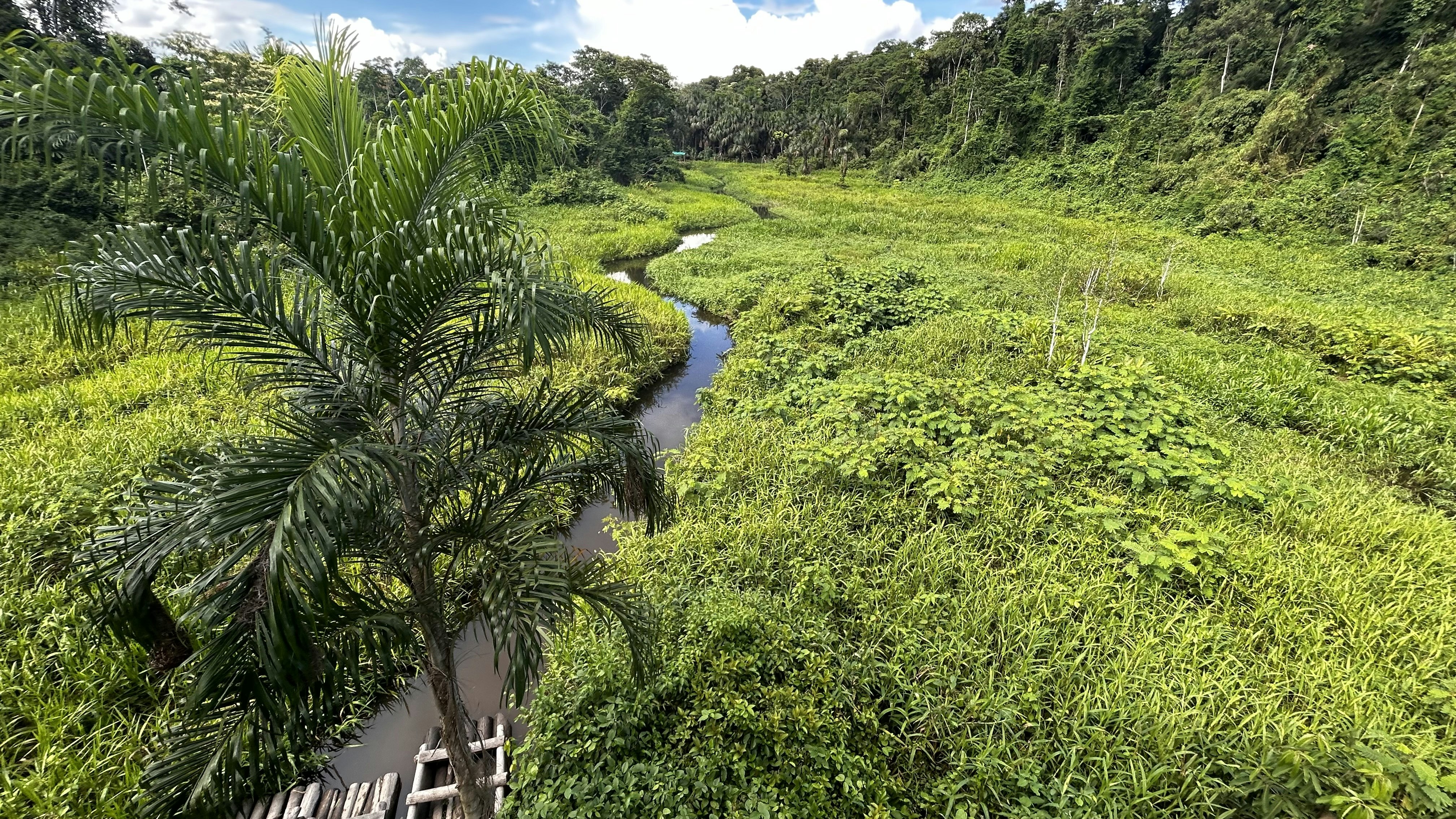Cus-06 : Manu Rainforest Escape - 3 Days of Amazon Wildlife - imagen #11