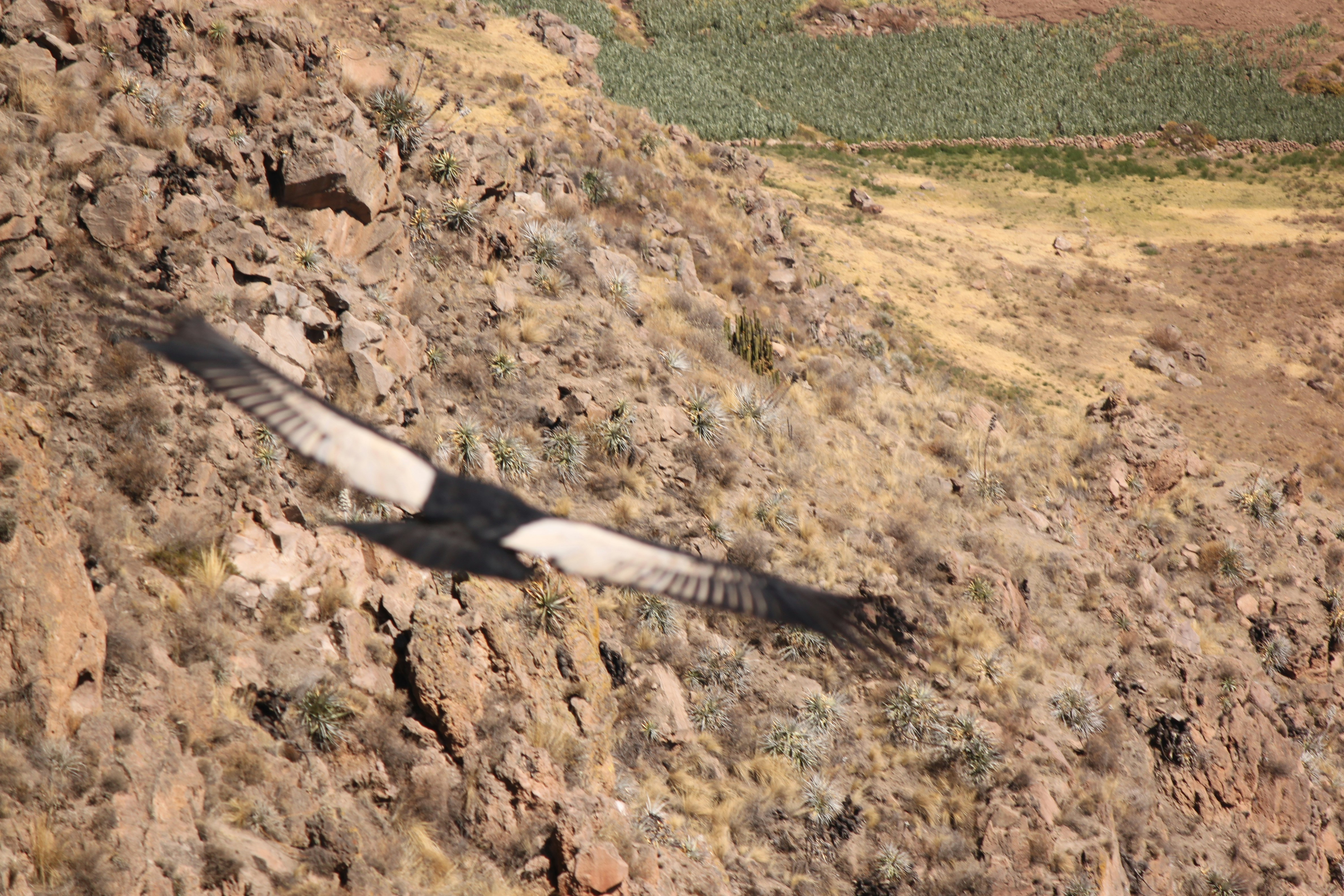 2-Day Flight of Condor on Colca Canyon from Arequipa - imagen #12