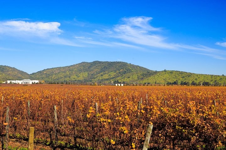 Casablanca Valley Wine Tour from Santiago - imagen #5