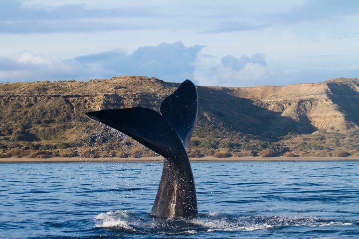 Peninsula Valdes Tour from Puerto Madryn With optional Whale Watching - imagen #3