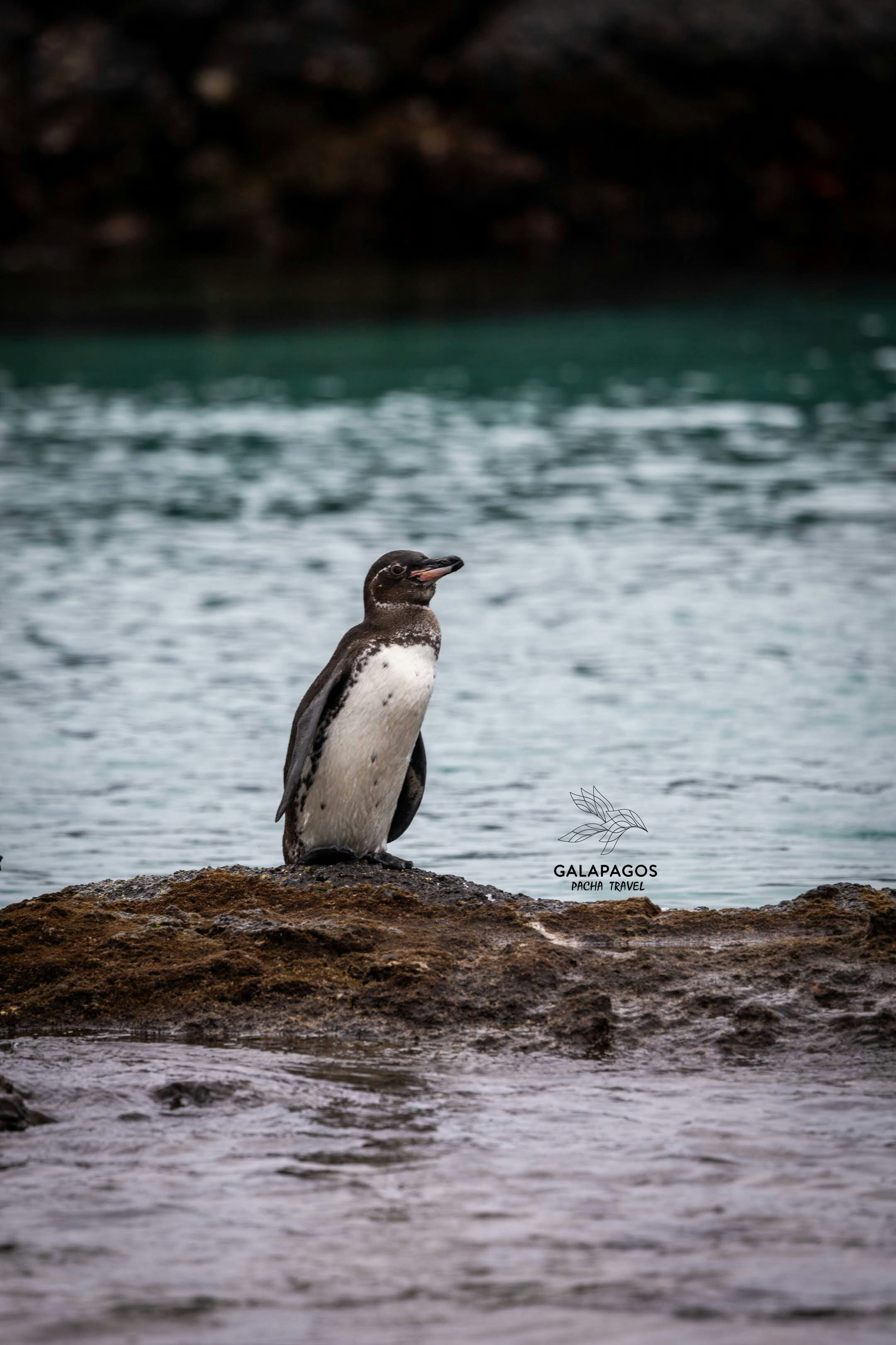 7 días / Santa Cruz y Estación Científica Charles Darwin, Isabela - imagen #26
