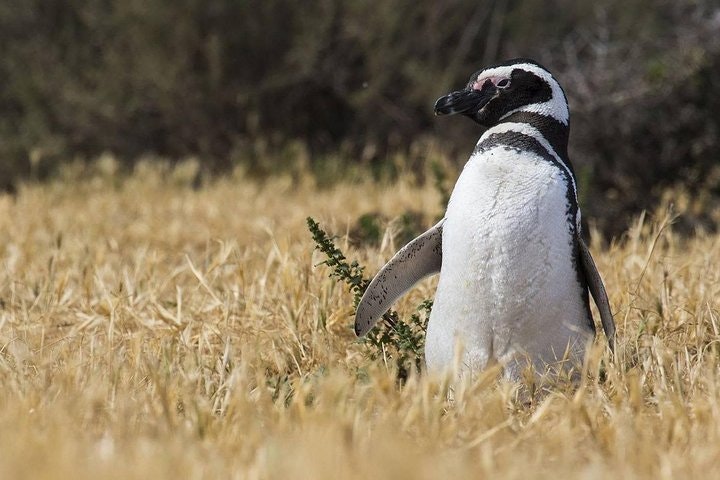 Estancia San Lorenzo: Home to the Largest Penguin Colony - imagen #8