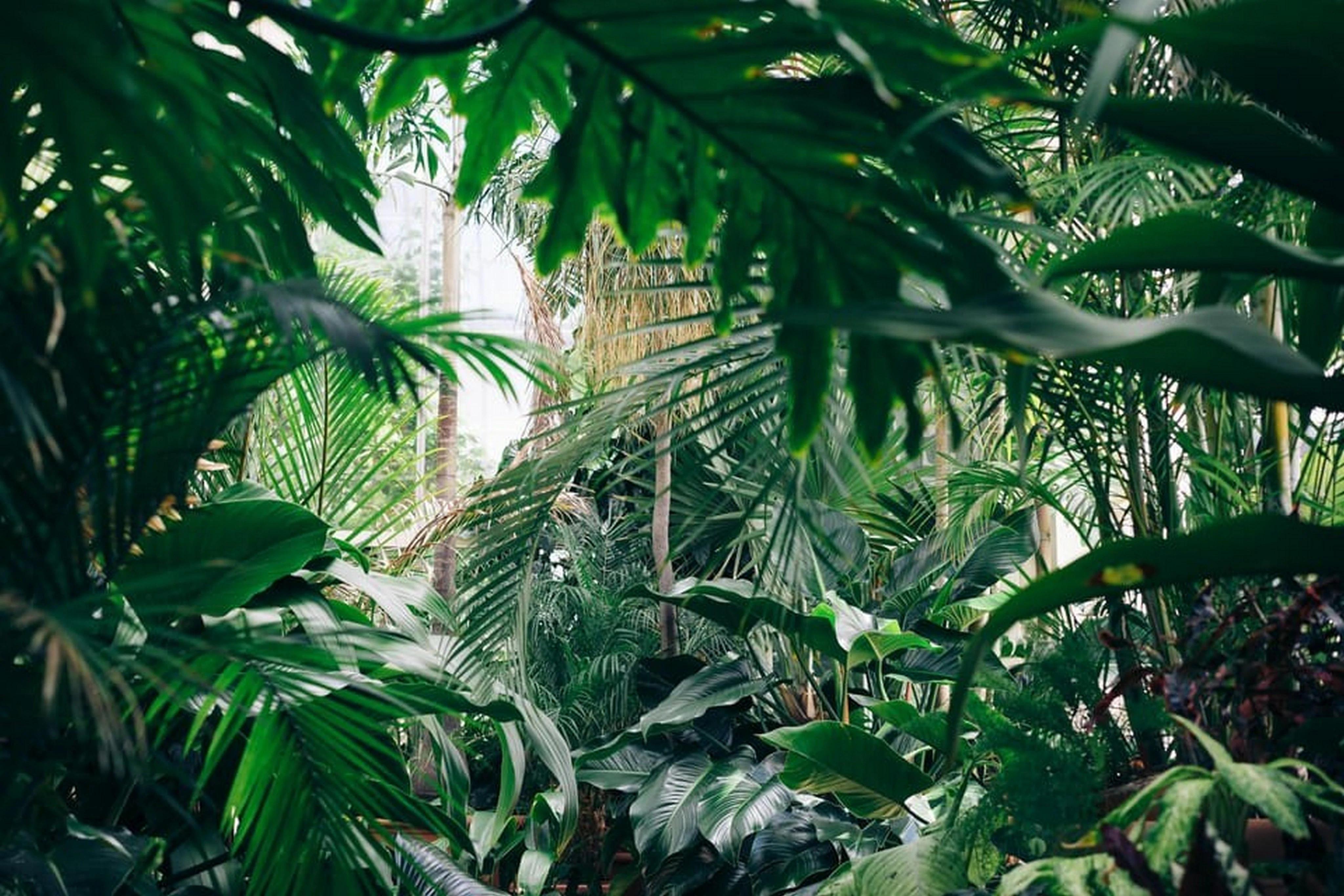 BO-RUR-03: Rurrenabaque | Excursión de 4 días por la selva amazónica y las pampas - imagen #3