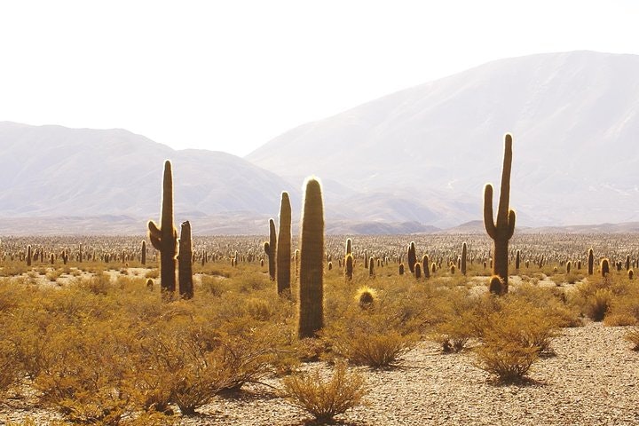 2-Day Calchaquí Valley Tour to Cachi and Cafayate - imagen #6