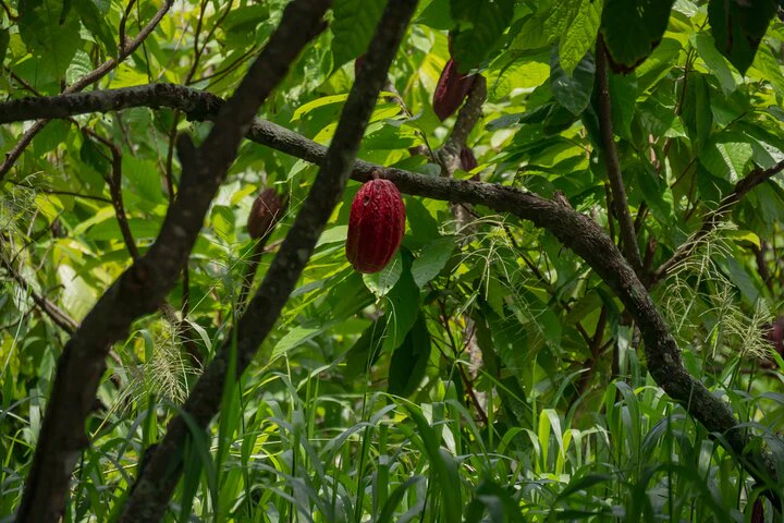 Churute Mangrove Ecological Reserve and Cocoa Farm - imagen #7