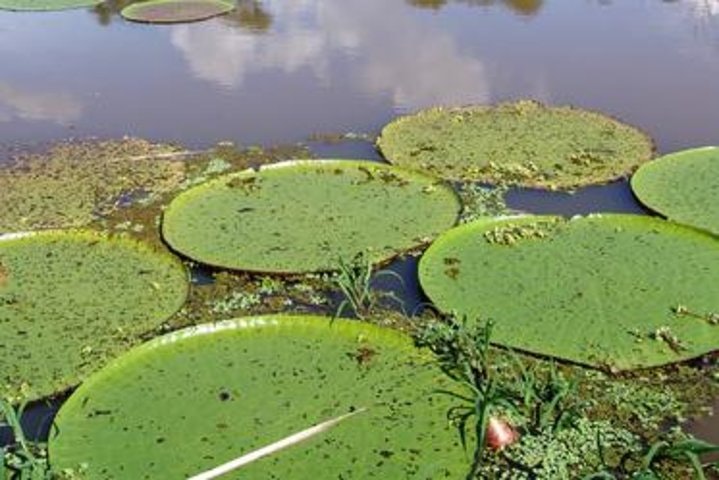 Iquitos Transfer from Airport to Hotels - imagen #2