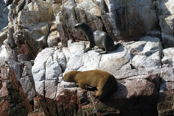 Ballestas Islands Sigthseeing Tour - imagen #6