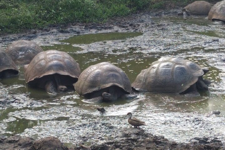 Transfer Airport-hotel in Galapagos Santa Cruz with visit to Giant Tortoises - imagen #4