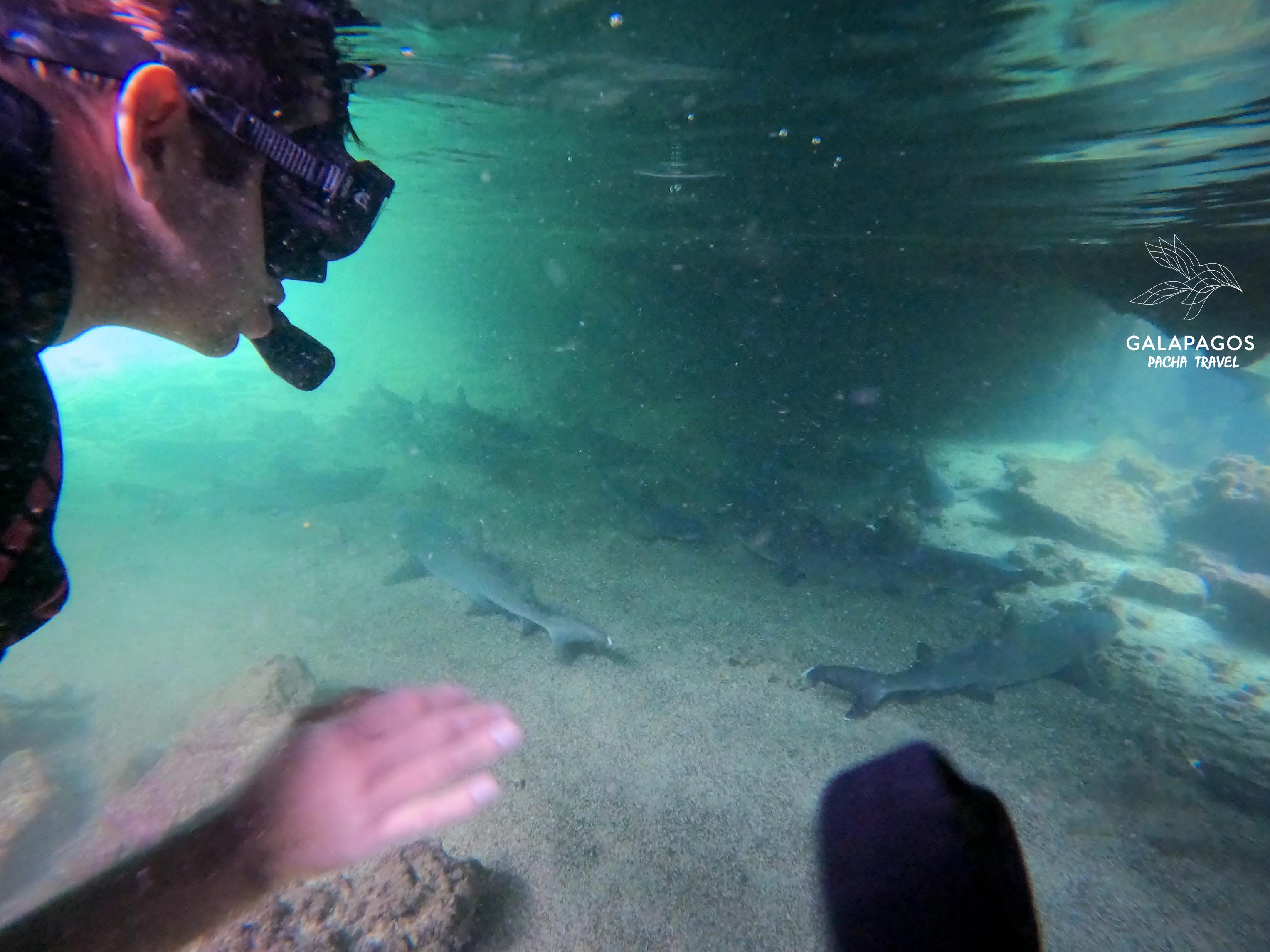 Snorkel Los Tuneles - Isabela