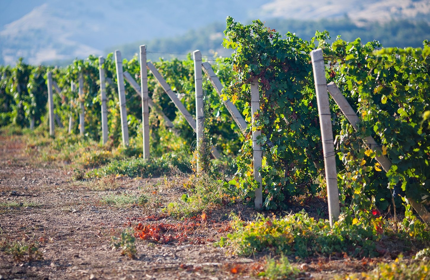 Ica-03 : Pisco and Wine Tasting Tour - Embarking on the Pisco Route - imagen #8