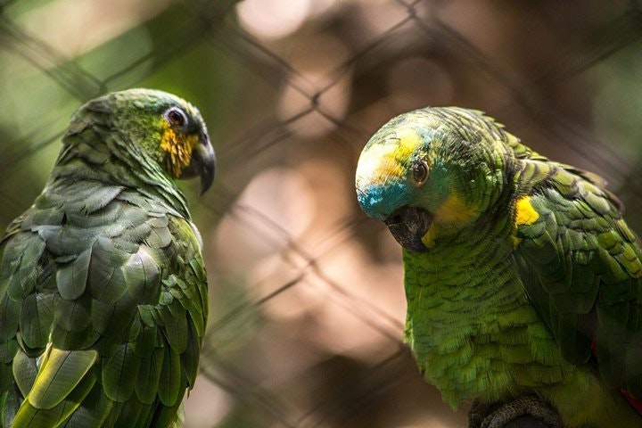 Iguazu Falls Brazilian Side & Bird Park from Puerto Iguazu - imagen #3