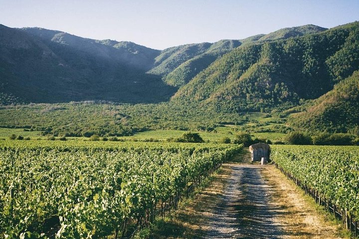 Excursión guiada de día completo al valle de Casablanca - Visita a 2 viñedos