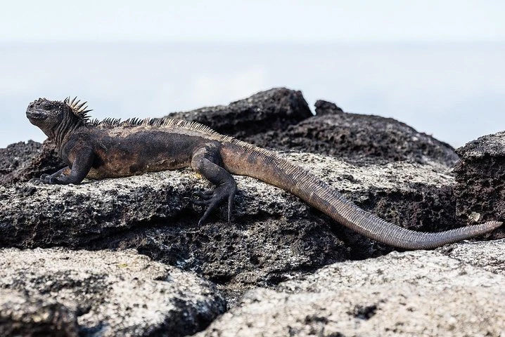 4 días en las Galápagos: las islas Isabela y Santa Cruz - imagen #12