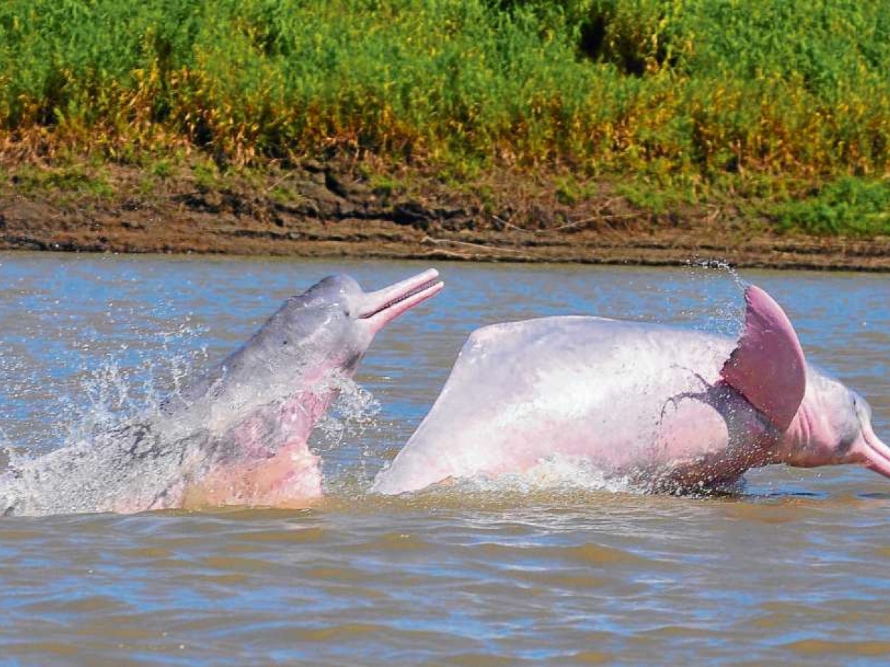 Iqu-07 : Pacaya Samiria Wildlife Safari - 4 Days of Amazon Reserve - imagen #6