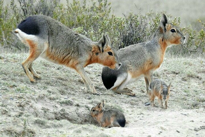 Peninsula Valdes Tour from Puerto Madryn With optional Whale Watching - imagen #9