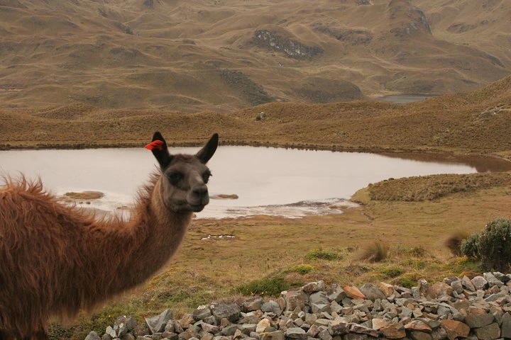 Excursión compartida de medio día al Parque Nacional de Cajas desde Cuenca - imagen #5