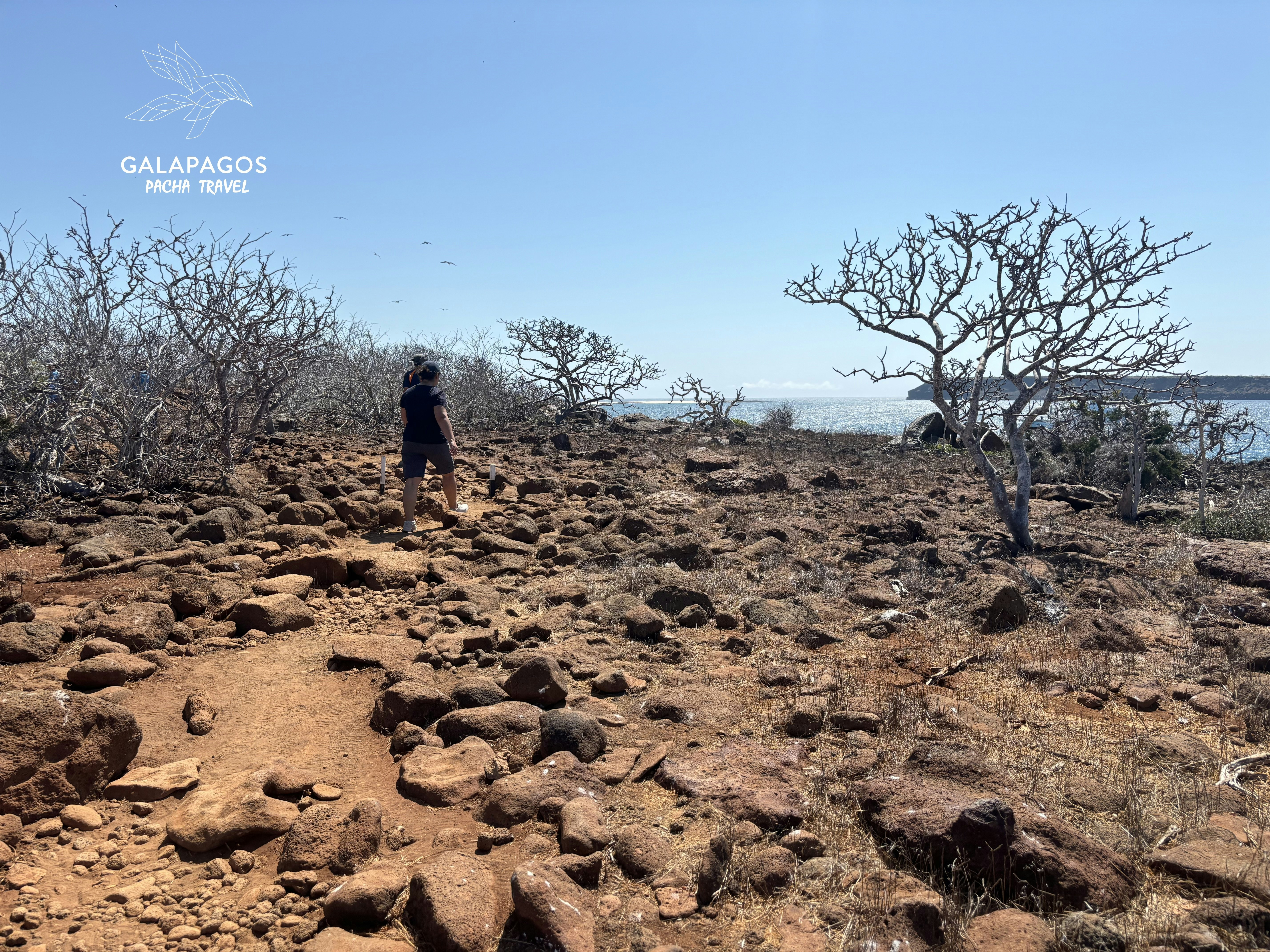 5 day / Sta. Cruz Highlands & C. Darwin RS, Bartolome, N. Seymour - imagen #11