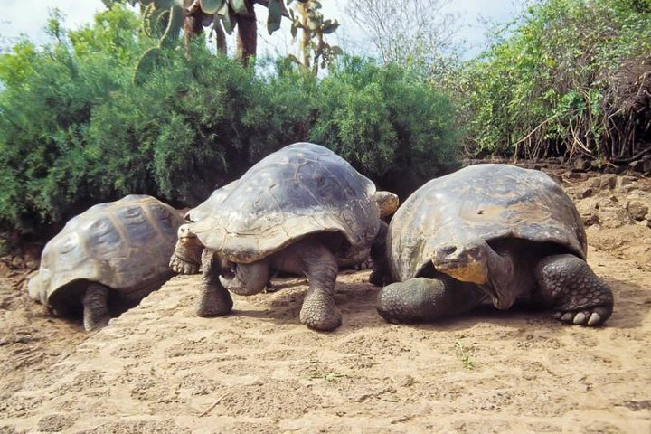 Galápagos: Santa Cruz e Isabela. Excursiones de 6 días - imagen #2