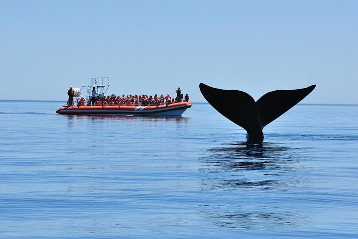 Peninsula Valdes Tour from Puerto Madryn With optional Whale Watching - imagen #5