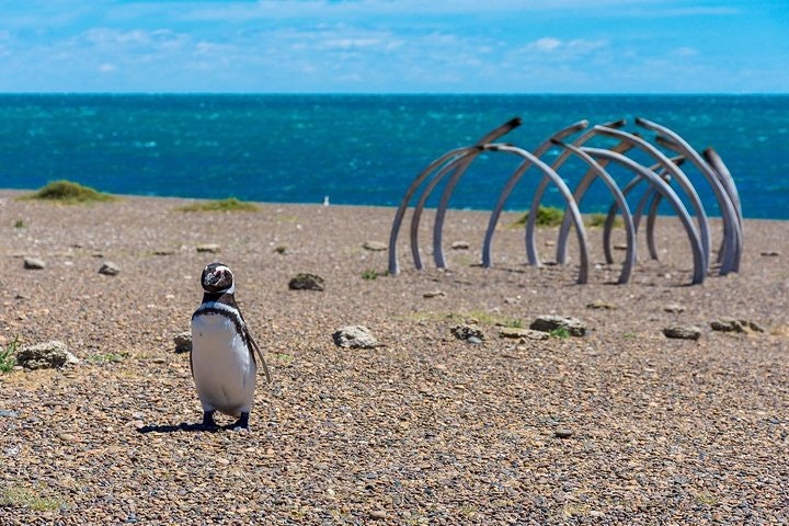Estancia San Lorenzo: Home to the Largest Penguin Colony - imagen #2