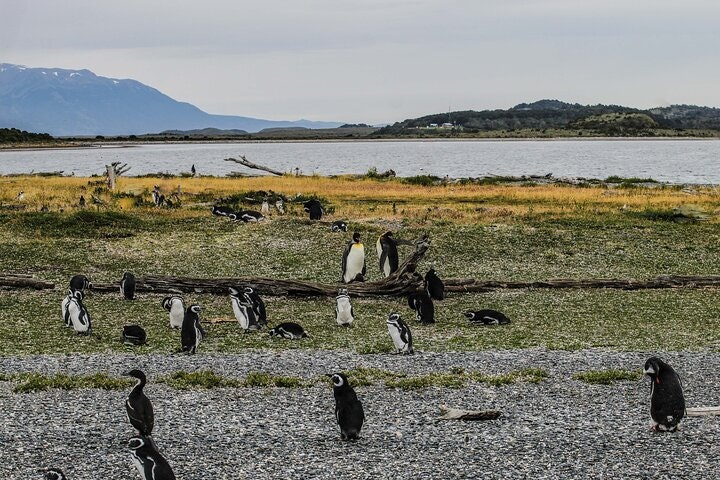 Martillo Island: Boat Trip to the Penguin Colony & Beagle Channel - imagen #12