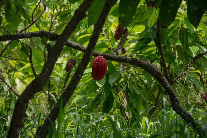 Cacao Farm Excursion Day Trip from Guayaquil - imagen #8