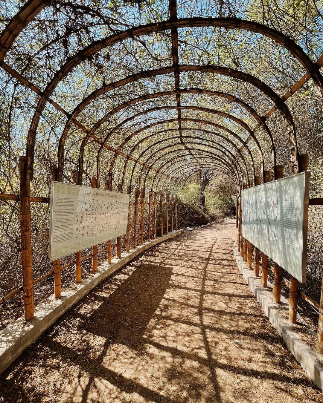 Chi-01 : Túcume s Enigmatic Pyramids and Pomac Rainforest - imagen #4