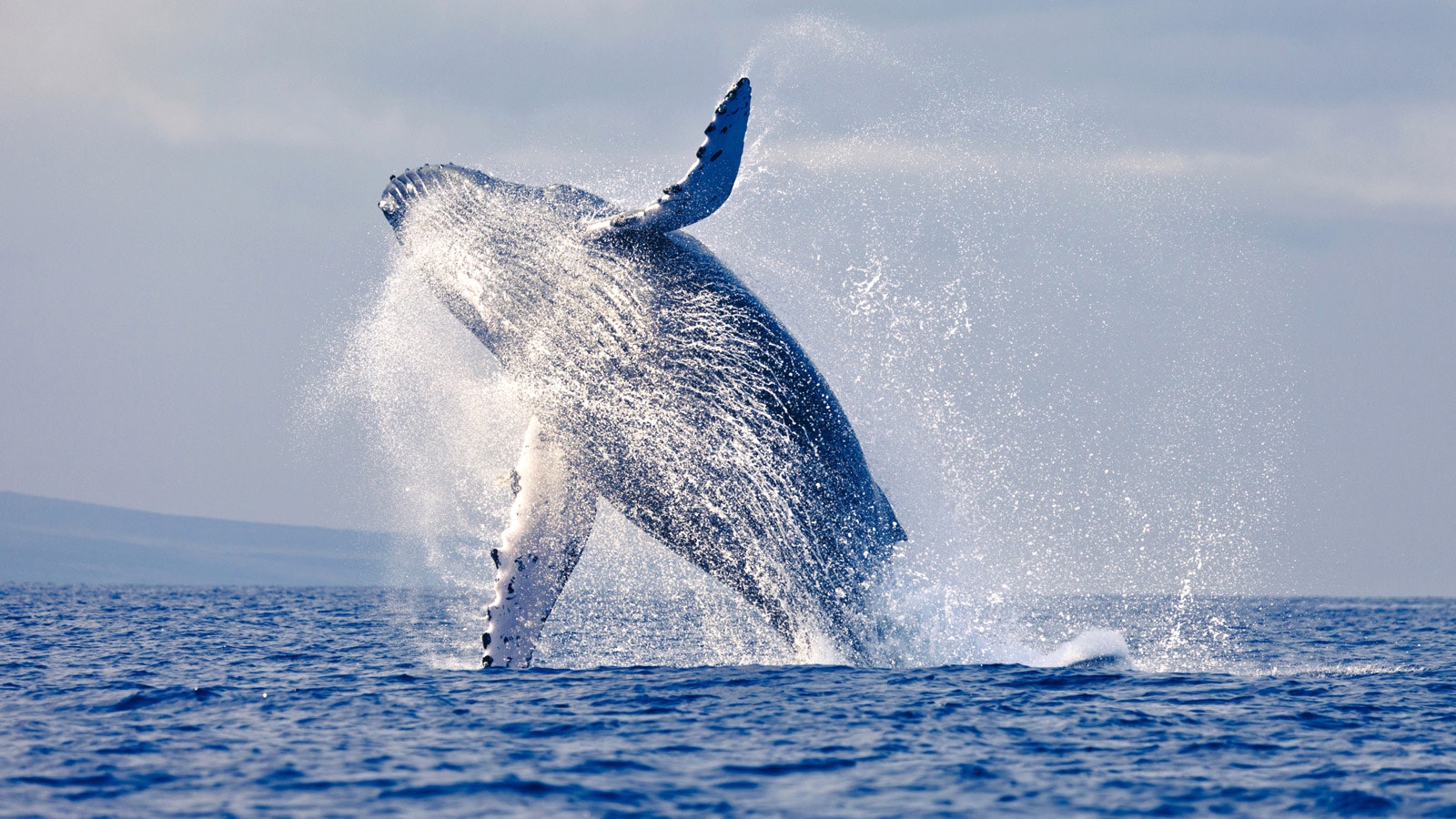 Tum-02 : Whale Watching - Majestic Whales Expedition - imagen #4