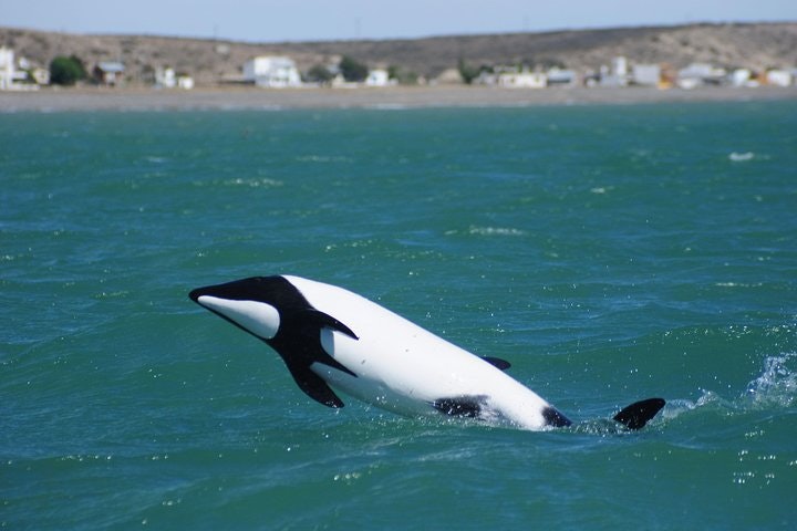 Punta Tombo Penguin Colony from Puerto Madryn with Toninas Watching - imagen #4