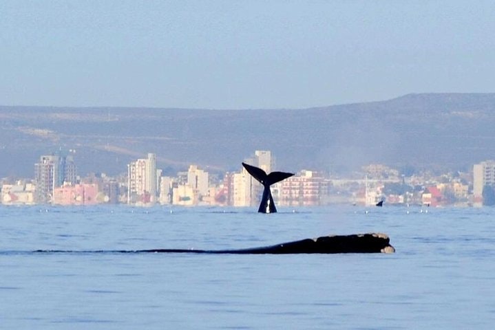 4-Day Tour to Puerto Madryn by Air from Buenos Aires - imagen #3