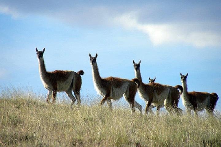 El Calafate Safari Experience