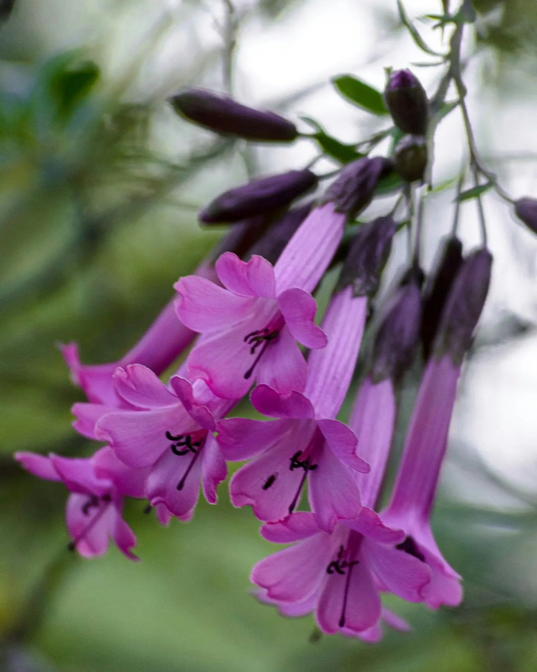 Caj-04 : Otuzco Ancient Tombs & Hortensia Garden - A Scenic Day Out - imagen #6