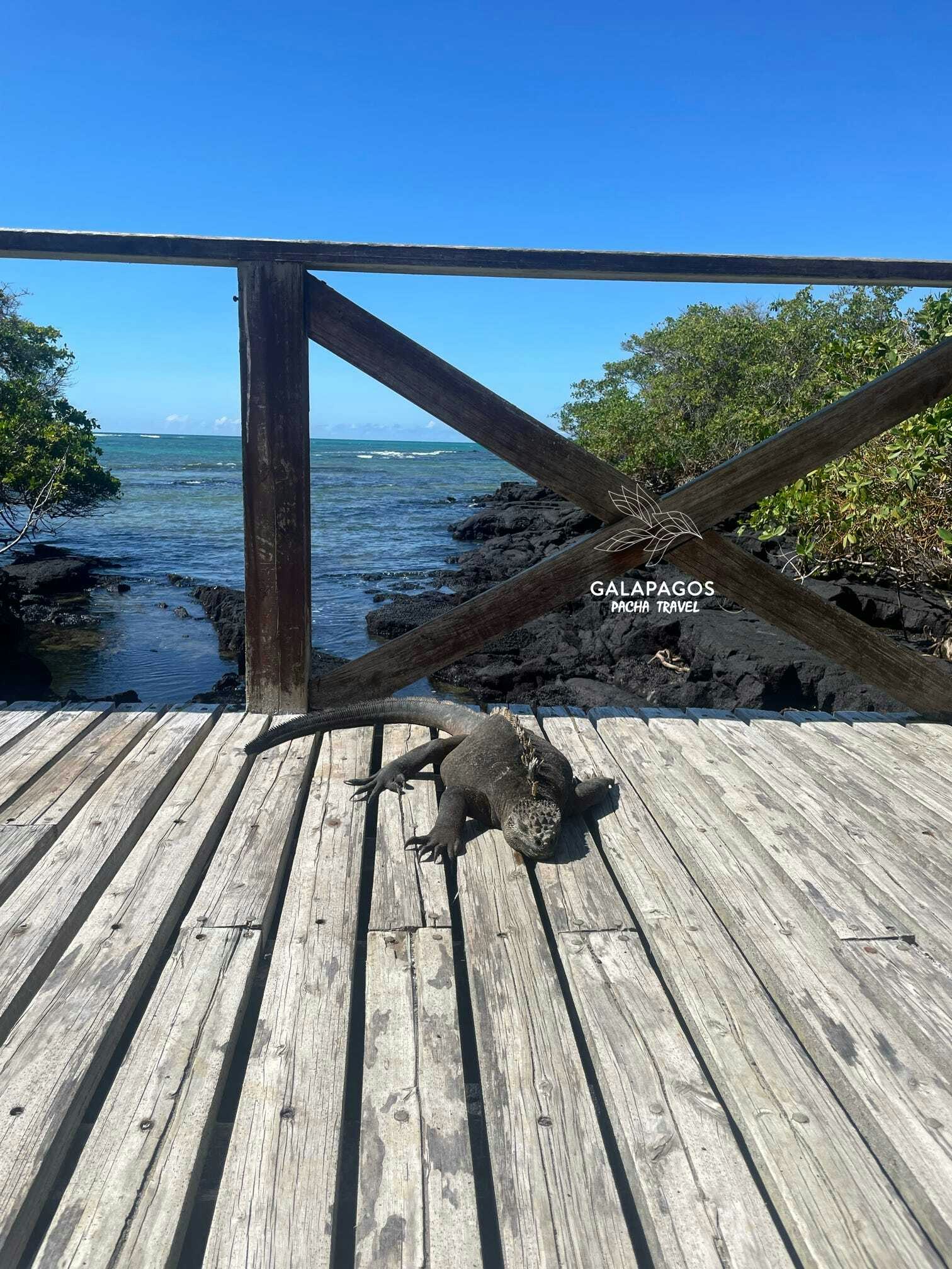 7 días / Santa Cruz y Estación Científica Charles Darwin, Isabela - imagen #11