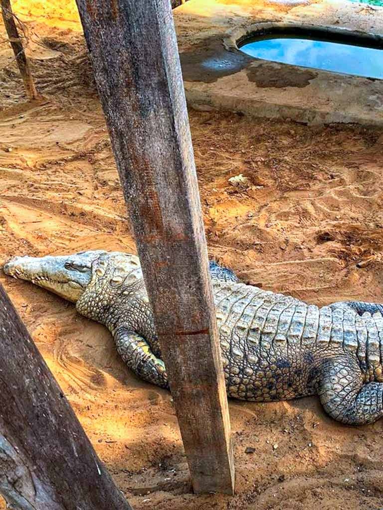 Tum-01 : Mangrove Marvels - Puerto Pizarro and Islands Tour - imagen #2