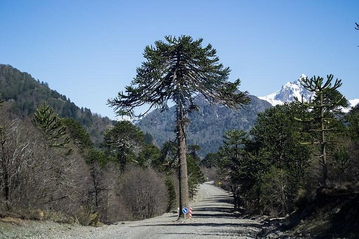 Crossing Pucón and Villarrica Volcano from San Martín de Los Andes - imagen #4
