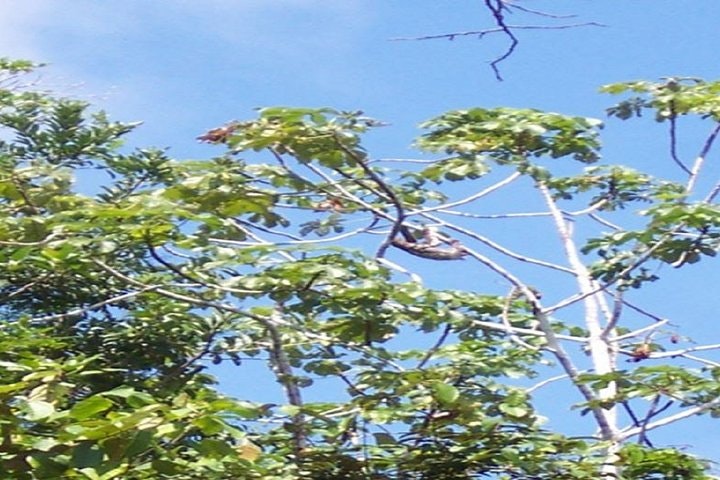 Lodge in the Jungle of Pacaya Samiria 3 Day Tour in Iquitos - imagen #6