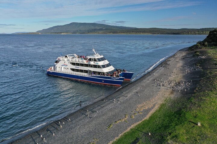 Martillo Island: Boat Trip to the Penguin Colony & Beagle Channel - imagen #16