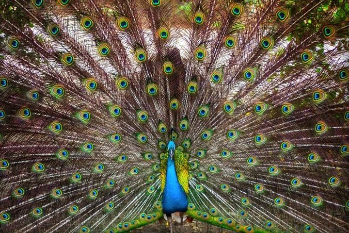 Excursión al zoológico El Pantanal en Guayaquil - imagen #7