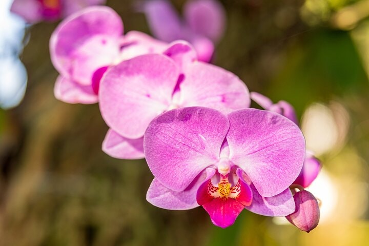 Private Full-Day Iguazu Falls Tour with Airfare from Buenos Aires - imagen #8