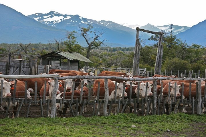 Nibepo Aike Ranch Day and Horseback Riding from el Calafate - imagen #11