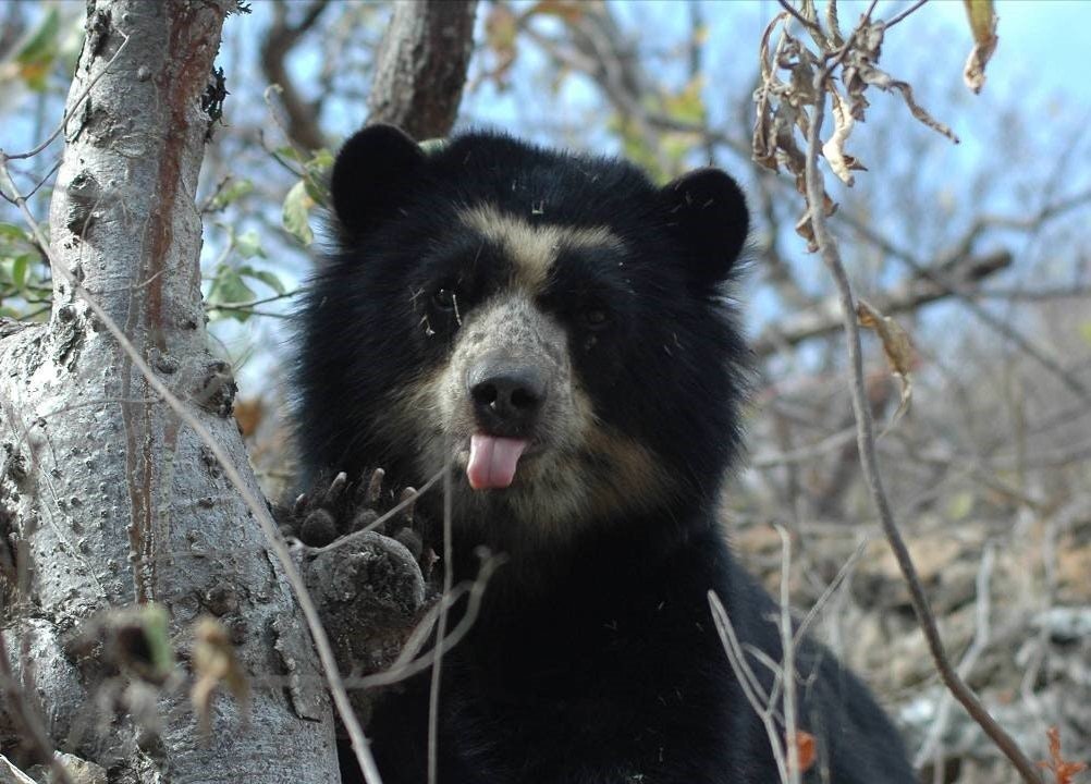 Chi-03 : Chaparri Ecological Reserve Escapade - imagen #4