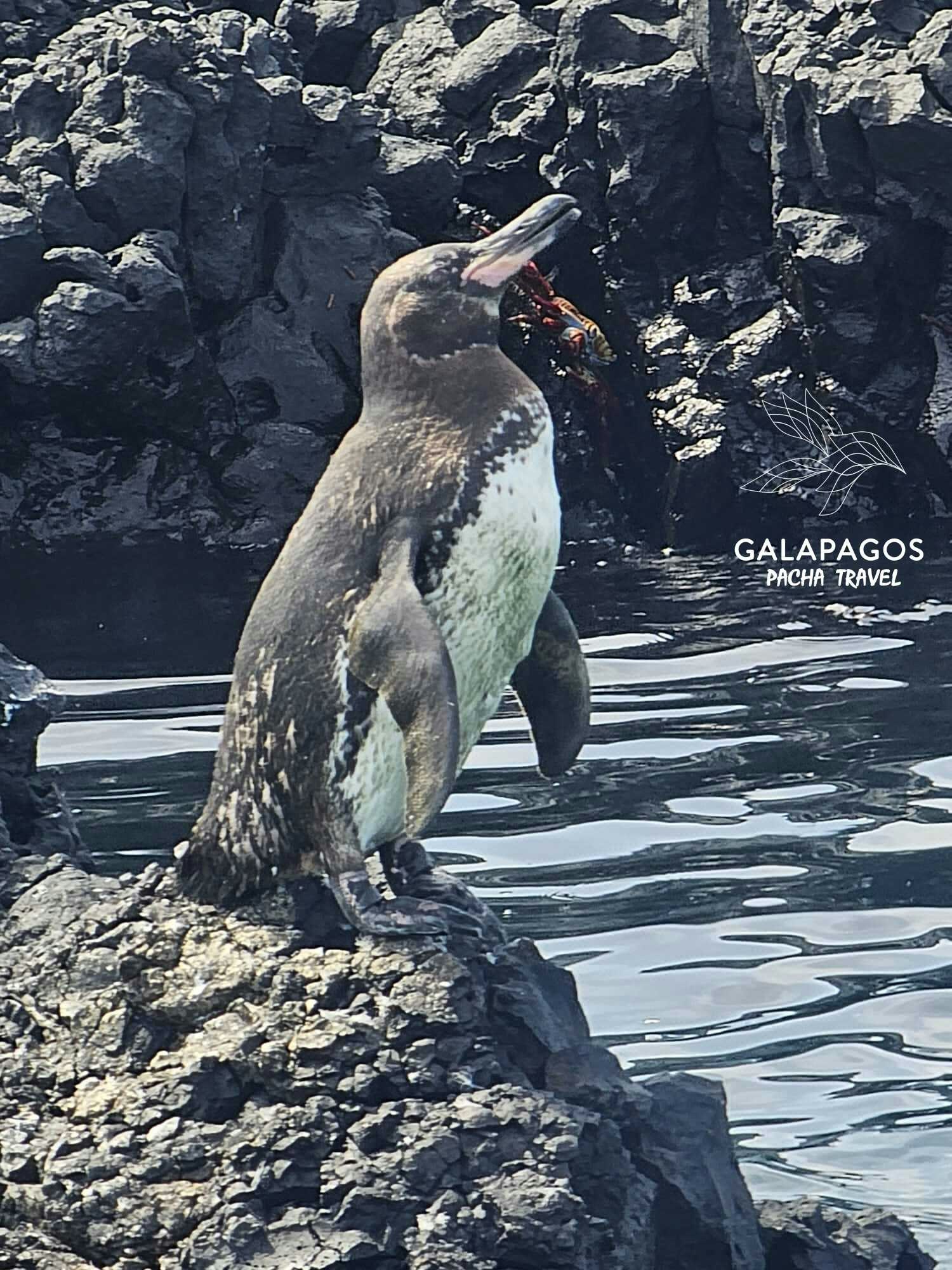 5 day / Sta. Cruz Highlands & C. Darwin RS, Bartolome, N. Seymour - imagen #10