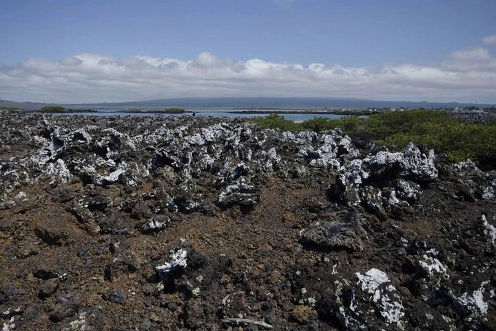 Excursión a la bahía de Tintoreras desde la isla Isabela - imagen #7