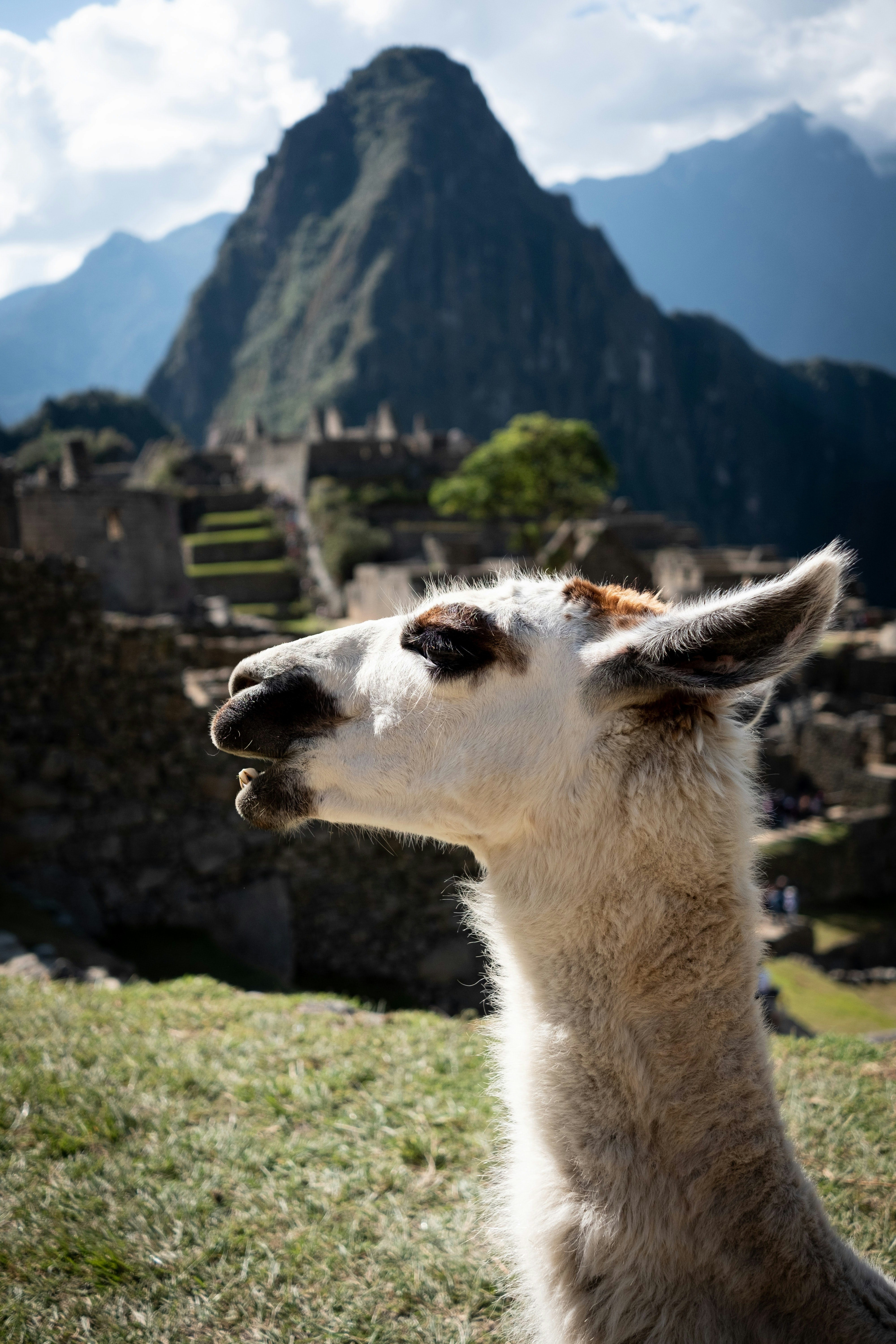 Cus-02 : Machu Picchu Express - The Wonder of Peru - imagen #7