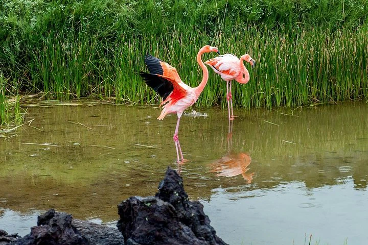 Excursión a la isla de Isabela: 3 días y 2 noches - imagen #3